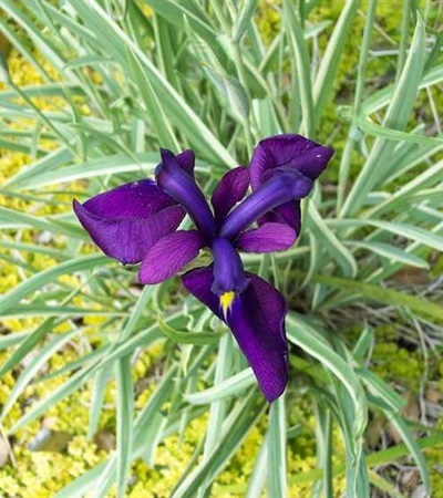 1g Variegated Iris